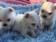 offre adorable chiots pure race Bichon Maltese