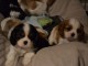 chiot cavalier king a donner