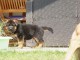 Chiots berger allemand disponible de suite