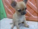 chiots chihuahua a donner