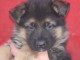 Chiots berger allemand disponible de suite