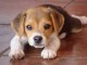 chiot beagle a donner