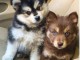 chiots pomsky a donner