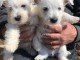 adorables chiots westie a donner