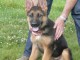 chiot berger allemand a donner