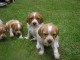 chiots epagneul breton a donner