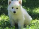 berger blanc suisse a donner