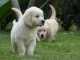 adorables chiots golden a donner