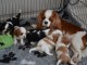 bebe cavalier king a donner