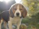 chiot beagle a donner