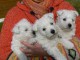 adorables chiots westie a donner