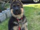 chiot berger allemand a donner