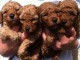 adorables chiots caniches a donner