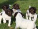 chiots epagneul breton a donner