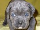 adorable cane corso a donner