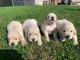 Je donne Chiots Golden Retriever