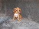 Adorables Chiots Cavalier King Charles Pure Race inscrits au lof