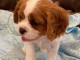 Adorables Chiots Cavalier King Charles Pure Race inscrits au lof