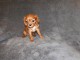 Adorables Chiots Cavalier King Charles Pure Race inscrits au lof