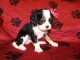 Adorables Chiots Cavalier King Charles Pure Race inscrits au lof