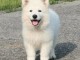 berger blanc suisse a donner