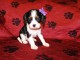 Adorables Chiots Cavalier King Charles Pure Race inscrits au lof