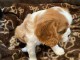 Adorables Chiots Cavalier King Charles Pure Race inscrits au lof