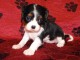 Adorables Chiots Cavalier King Charles Pure Race inscrits au lof