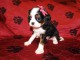 Adorables Chiots Cavalier King Charles Pure Race inscrits au lof