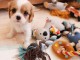 Adorables Chiots Cavalier King Charles Pure Race inscrits au lof