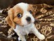 Adorables Chiots Cavalier King Charles Pure Race inscrits au lof