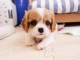 Adorables Chiots Cavalier King Charles Pure Race inscrits au lof