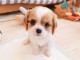 Adorables Chiots Cavalier King Charles Pure Race inscrits au lof