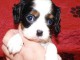 Adorables Chiots Cavalier King Charles Pure Race inscrits au lof