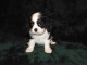 Adorables Chiots Cavalier King Charles Pure Race inscrits au lof