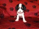 Adorables Chiots Cavalier King Charles Pure Race inscrits au lof