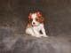 Adorables Chiots Cavalier King Charles Pure Race inscrits au lof