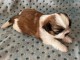 disponible de suite bb Shih Tzu.