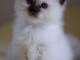 disponible de suite chatons Birman 