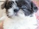 Je donnes mes magnifiques chiots Shih Tzu de trois mois.