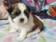 Je donnes mes magnifiques chiots Shih Tzu de trois mois.