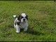 Je donnes mes magnifiques chiots Shih Tzu de trois mois.