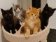 4 Adorables Chatons Maine Coon