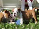 Chiots Bulldog Anglais a donner