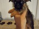 Chiots Griffon bruxellois POUR ADOPTION 