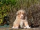 Chiots Berger Australien POUR ADOPTION