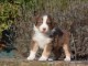 Chiots Berger Australien POUR ADOPTION