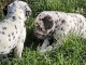 disponible de suite chiots dalmatien âgées de 3 mois