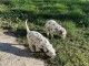 disponible de suite chiots dalmatien âgées de 3 mois