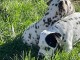 disponible de suite chiots dalmatien âgées de 3 mois